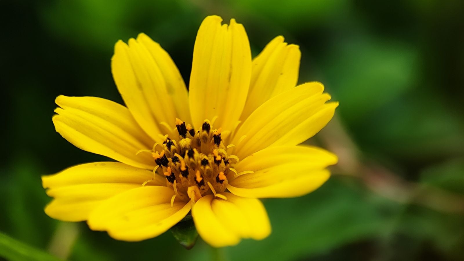 A closeup of a yellow Zexmenia flower appearing to have soft and dainty petals with a dark center surrounded by deep green foliage
