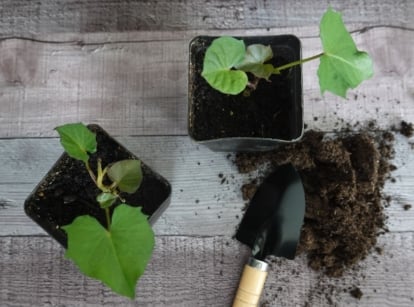 container sweet potatoes placed in black pots with soil on the wooden surface having a trowel on the side used to dig up the soil