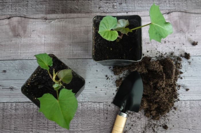 container sweet potatoes placed in black pots with soil on the wooden surface having a trowel on the side used to dig up the soil
