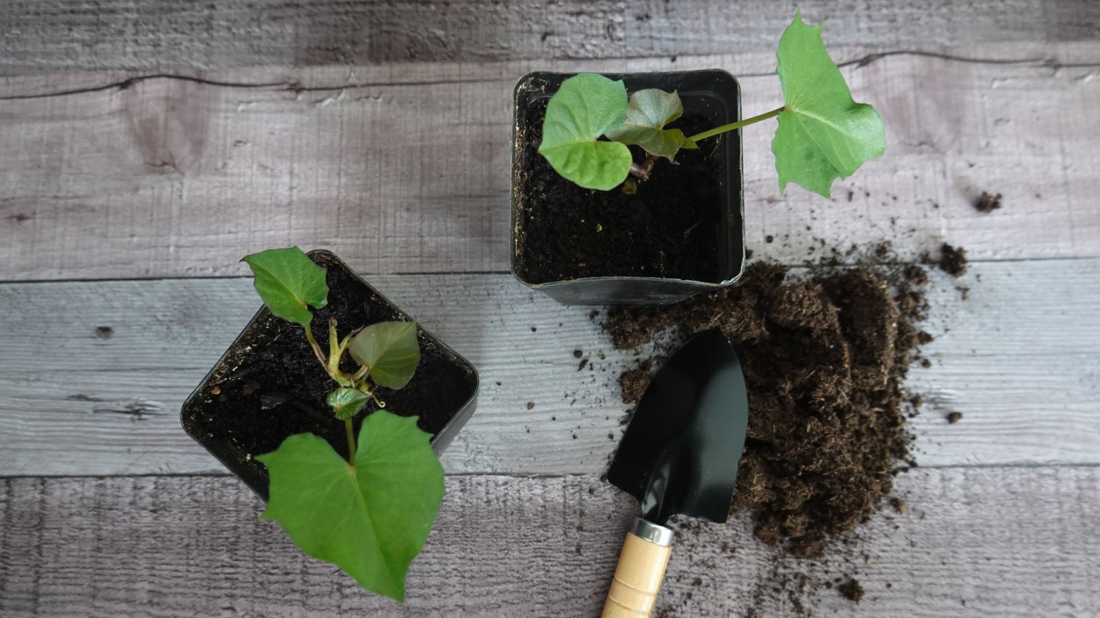 container sweet potatoes placed in black pots with soil on the wooden surface having a trowel on the side used to dig up the soil