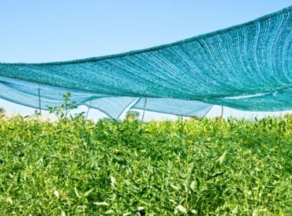 An area covered in tomato plants with a netting held over it, showing does shade cloth work