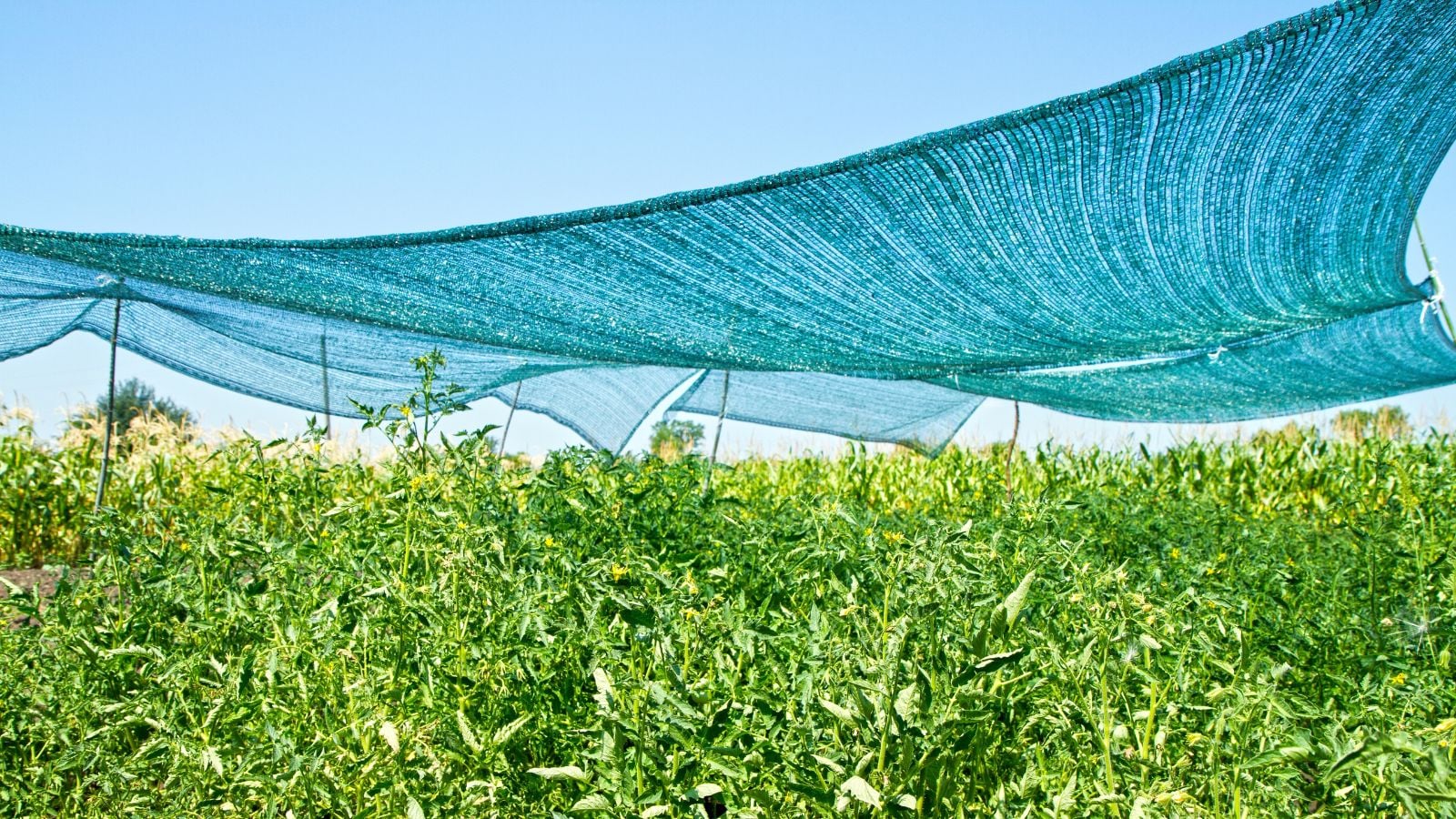 Does Shade Cloth Actually Work in the Garden?