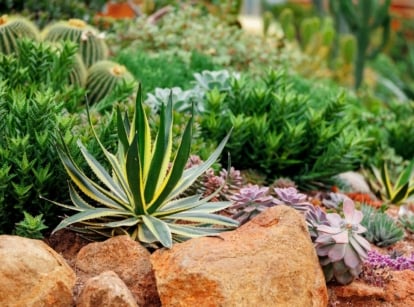 An area with growing drought tolerant plants appearing to include succulents and other shrubs that have lovely foliage and blooms