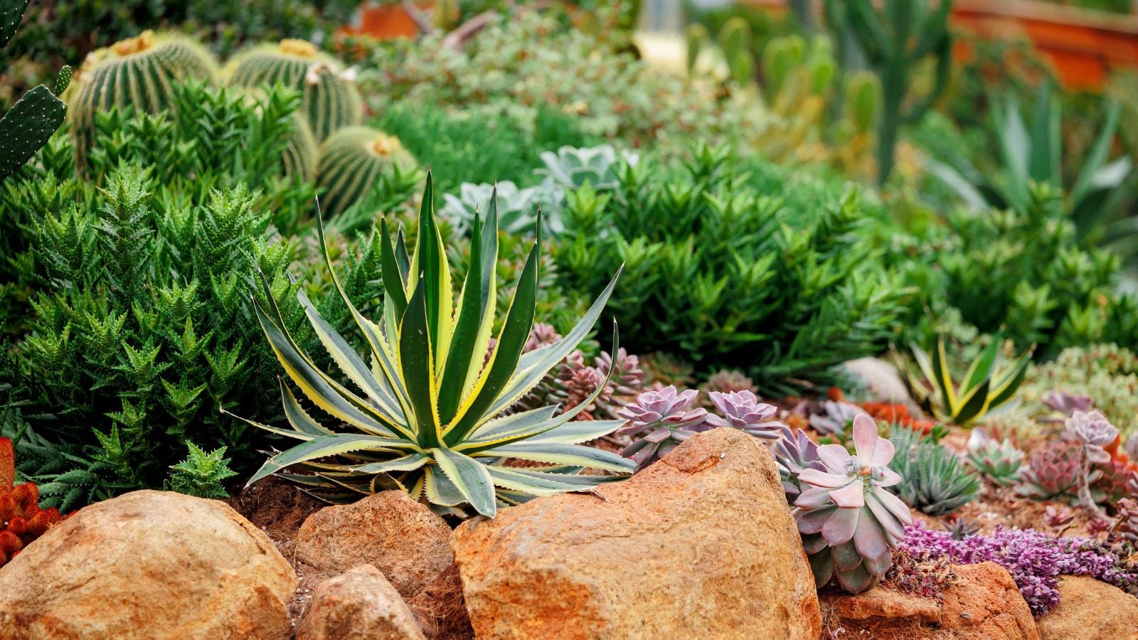 An area with growing drought tolerant plants appearing to include succulents and other shrubs that have lovely foliage and blooms