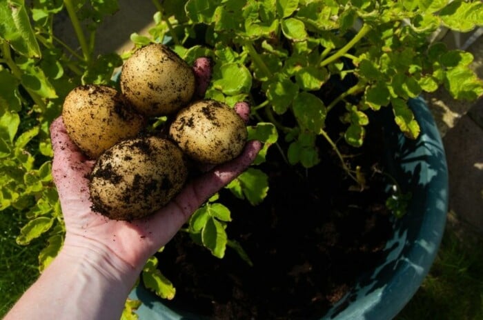 Gardener holding potatoes that were grown in a container.