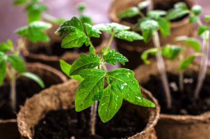 tomato growth stages starting from seeds to seedlings, soon maturing into an established plant meant to bear red and round fruits