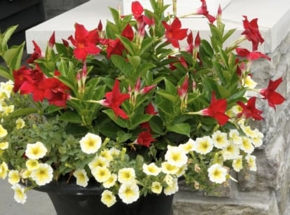 A close-up shot of a composition of red flowers alongside, creamy-yellow colored flowers and green foliage, showcasing plant combination ideas for container gardens