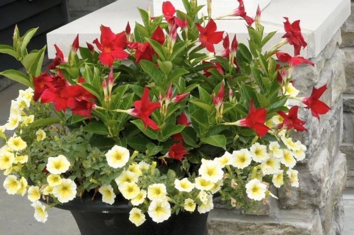 A close-up shot of a composition of red flowers alongside, creamy-yellow colored flowers and green foliage, showcasing plant combination ideas for container gardens