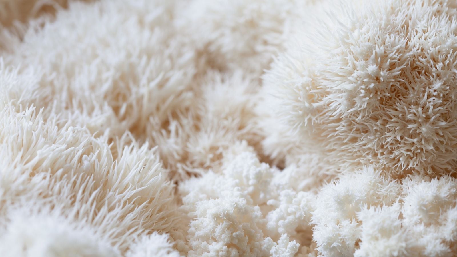 A closeup of Hericium erinaceus pieces, appearing to have a white and fluffy surface appearing to form small and soft fibers