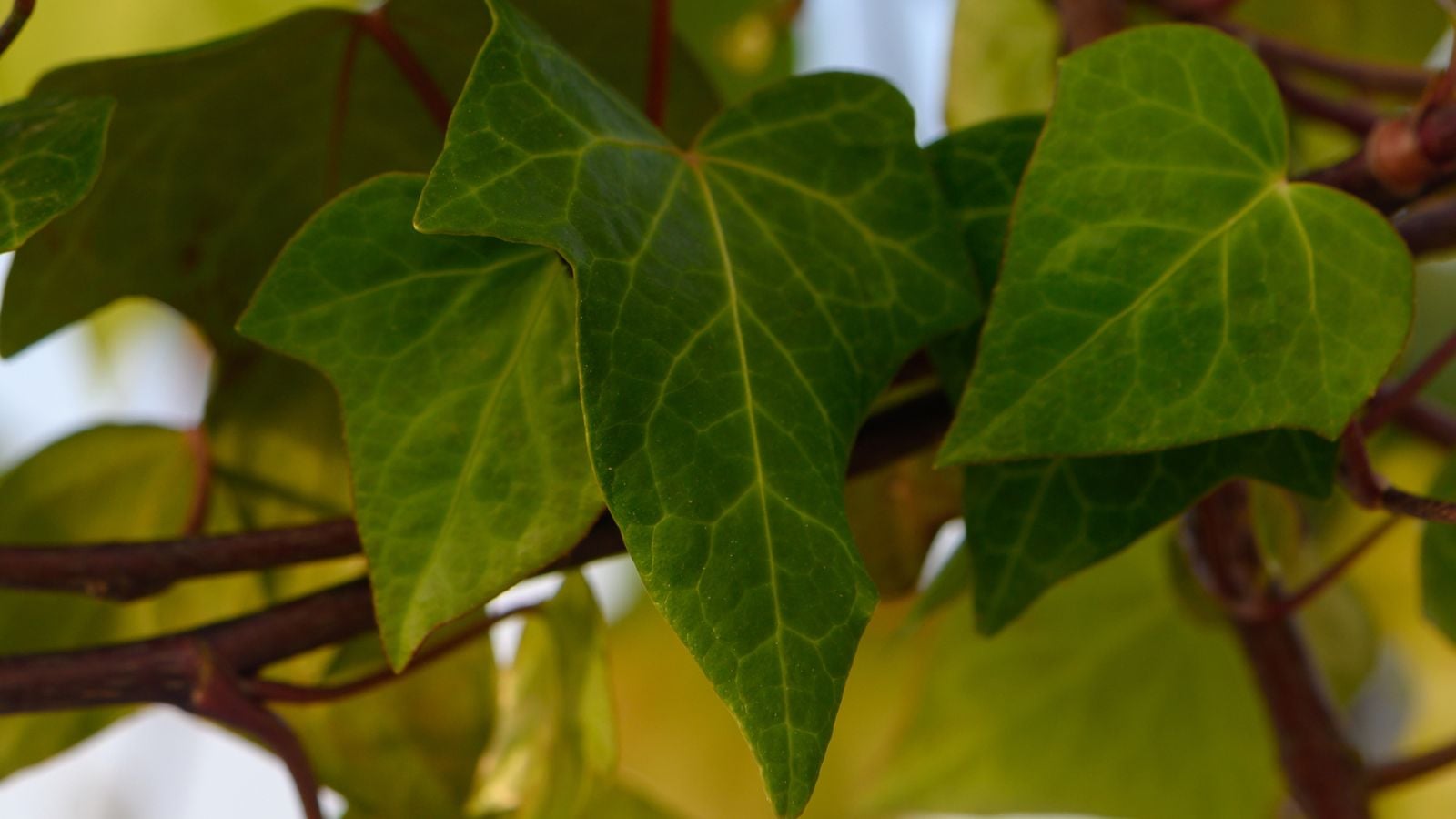 A closeup shot of lovely Hedera cypria leaves, appearing to have smooth surfaces with veiny patterns