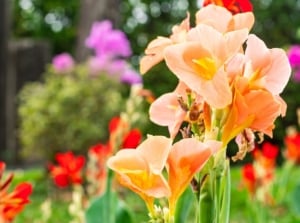 An are with canna lily varieties surrounded by other blooms sitting under abundant sunlight
