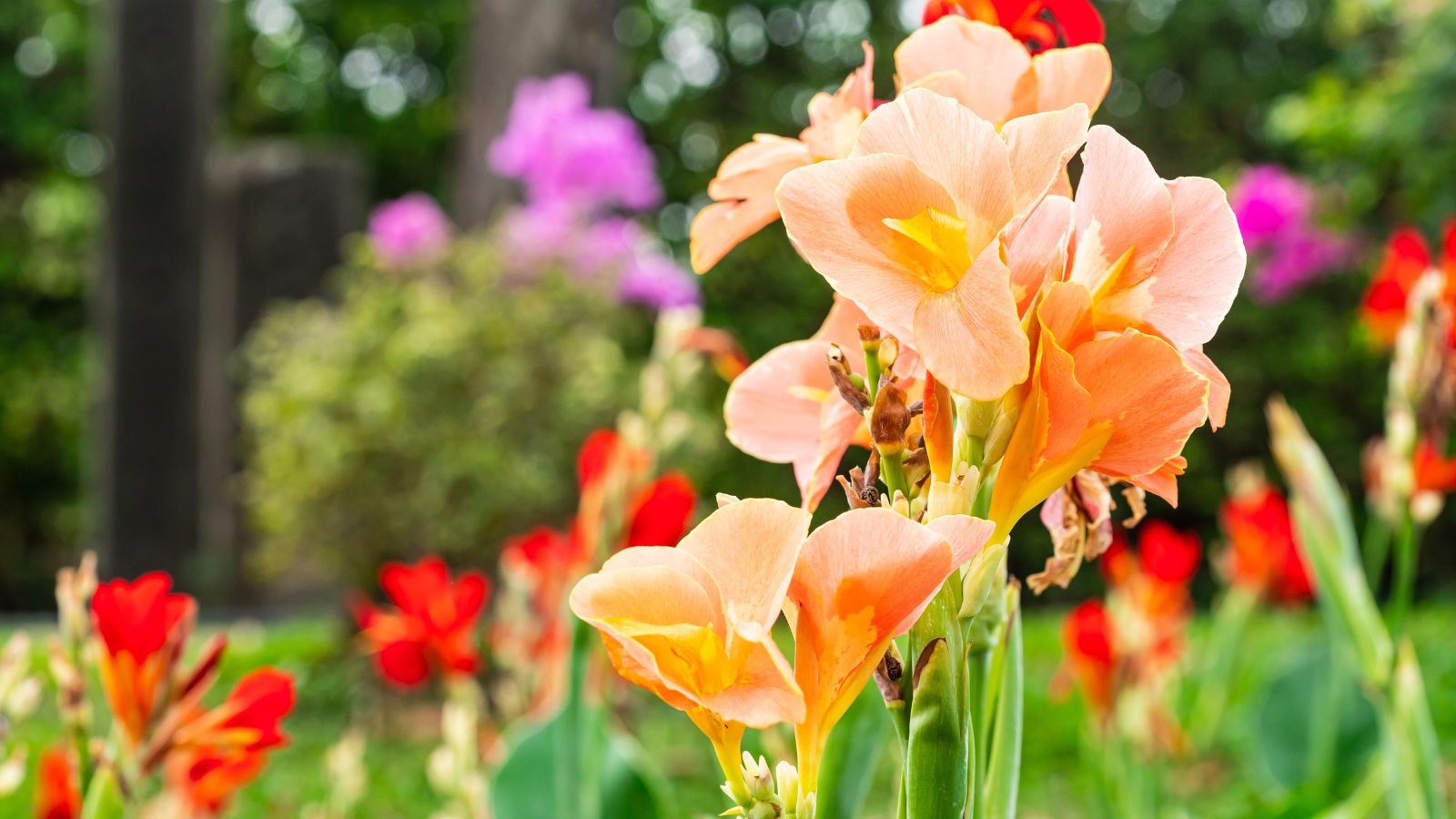 An are with canna lily varieties surrounded by other blooms sitting under abundant sunlight