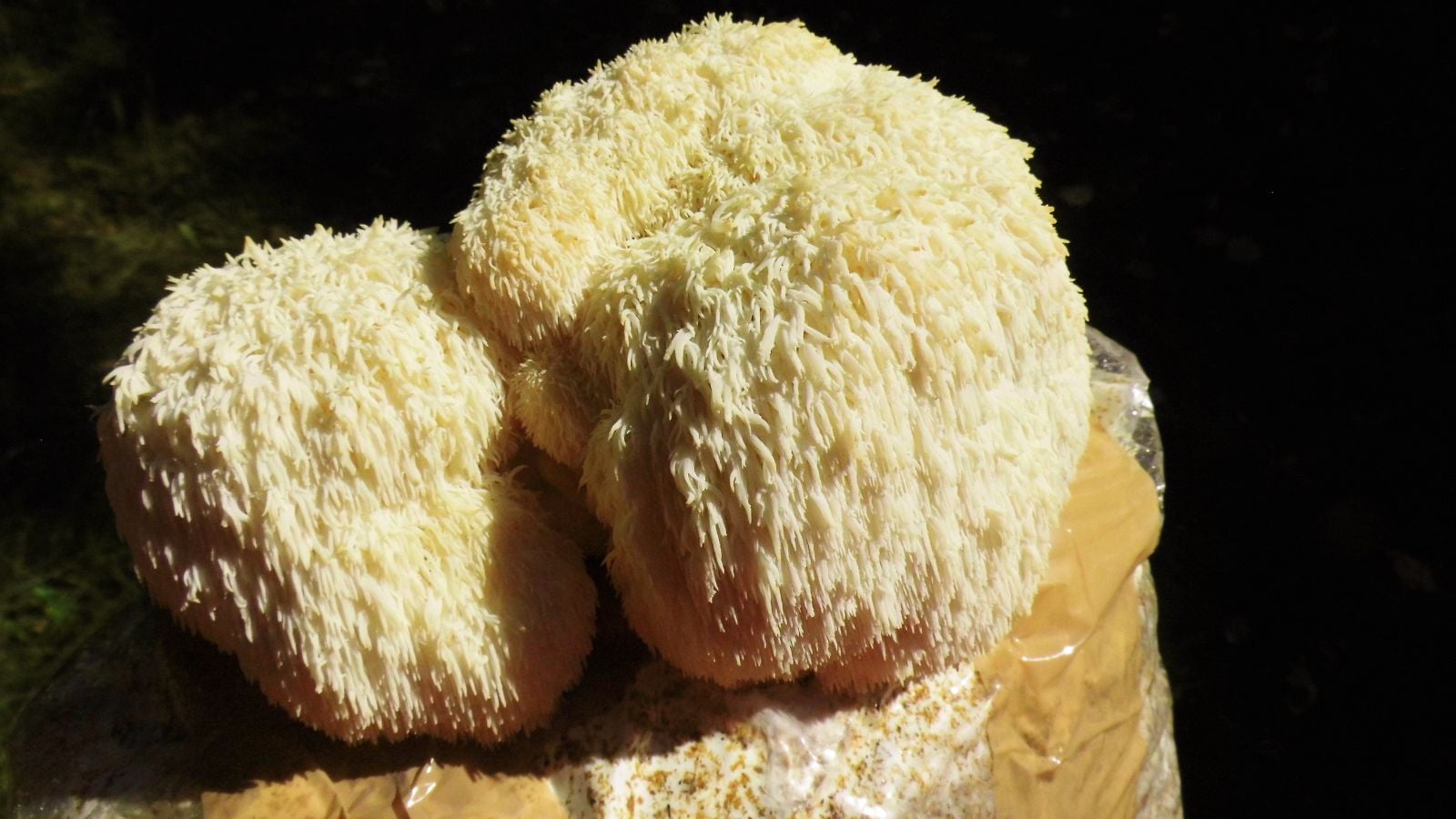 A sawdust log with growing Hericium erinaceus. a[[earing to have a fluffy form appearing pure white under warm sunlight