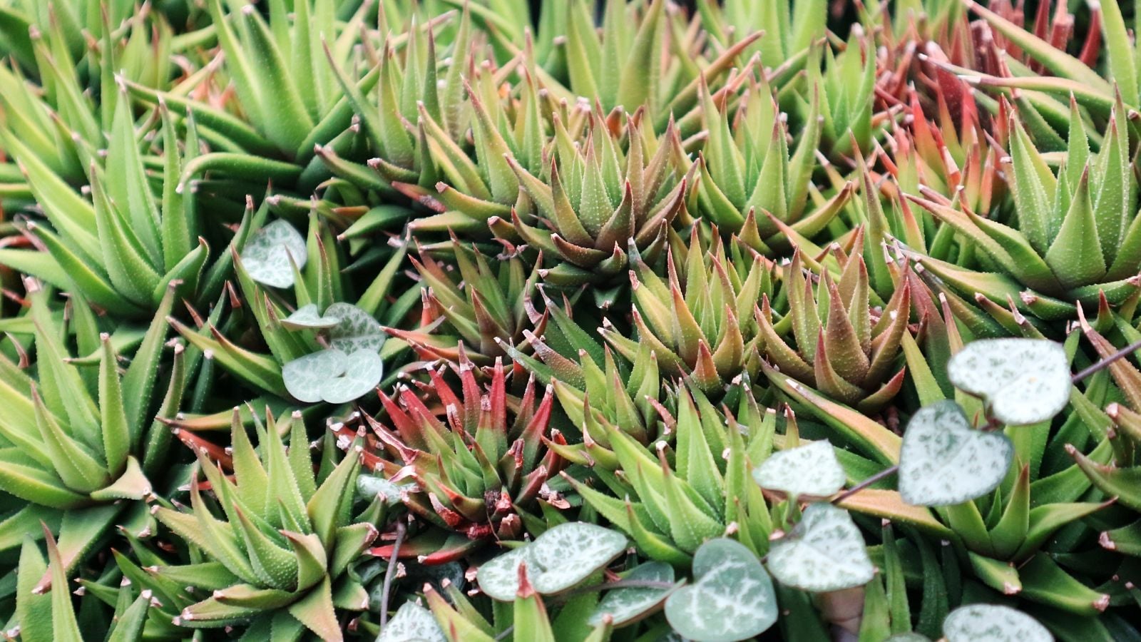 An area covered in Haworthia angustifolia, appearing to have bright green leaves under the warm sunlight