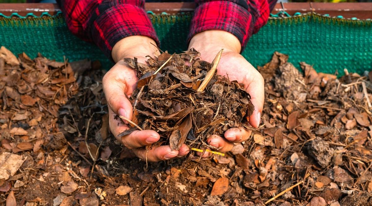 Close-up of a farmer's hands holding soil with organic dry leaf compost. The gardener is dressed in a red and blue plaid shirt. Compost heap in a wooden box lined with green mesh.