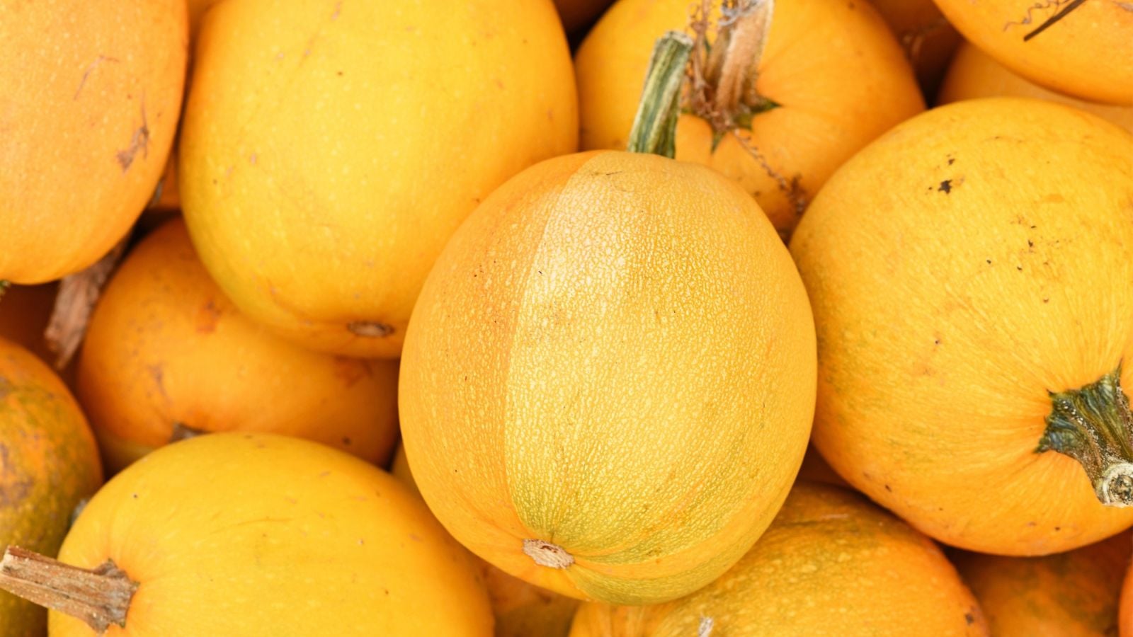 A pile of  Cucurbita pepo 'Small Wonder' crops appearing to have bright yellow skin underneath bright sunlight