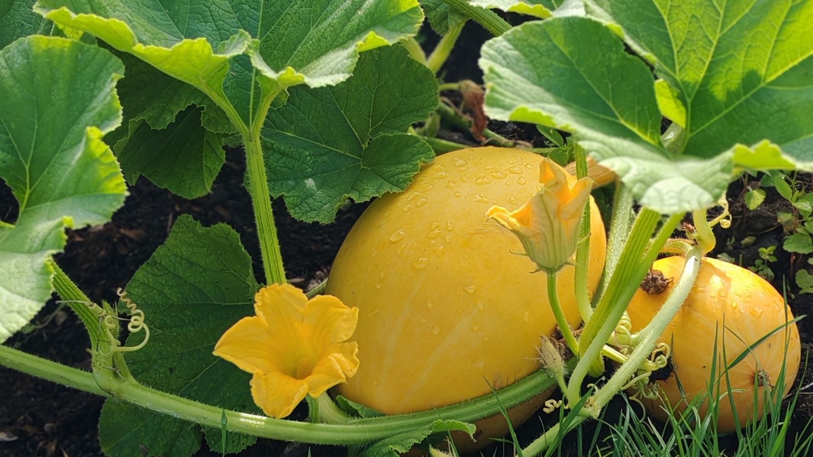 A lovely growing Cucurbita pepo 'Tivoli' plant with two yellow crops surrounded by green and broad leaves with yellow blooms