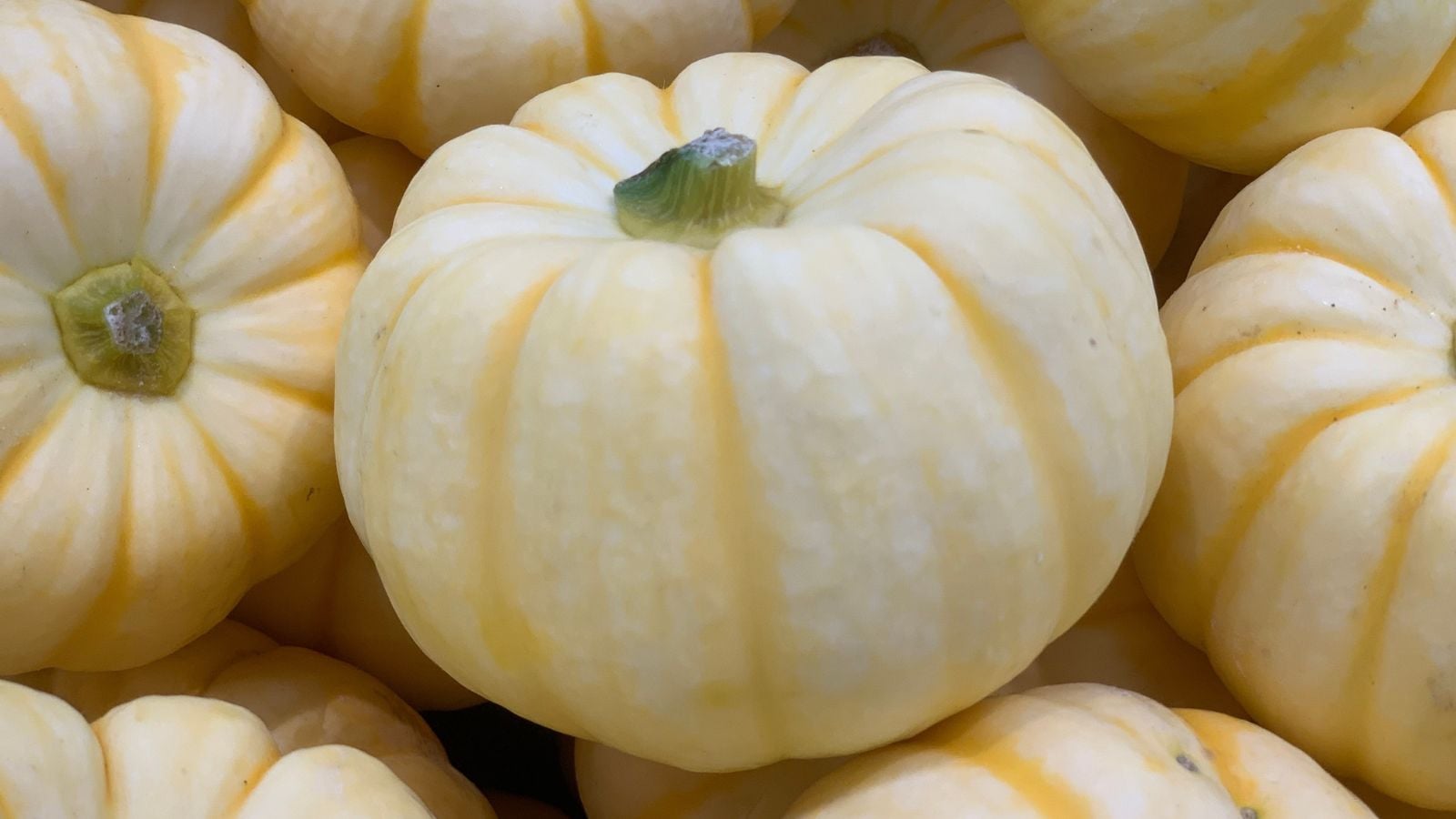 A closeup on a Daisy gourd appearing to be sitting on a pile of similar crops placed somewhere shady