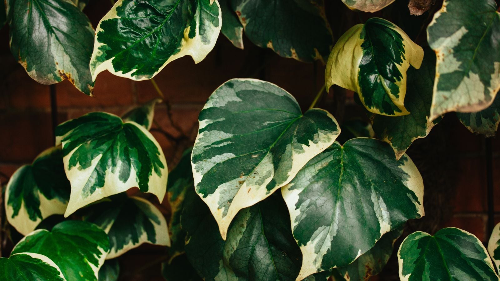 A wall with growing Gloire de Marengo Ivy appearing to have patterned leaves with a brick wall in the background