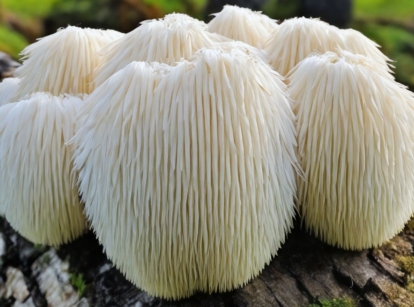 Growing lion's mane, appearing big and soft with a fluffy texture on a damp brown log developing somewhere with sunlight