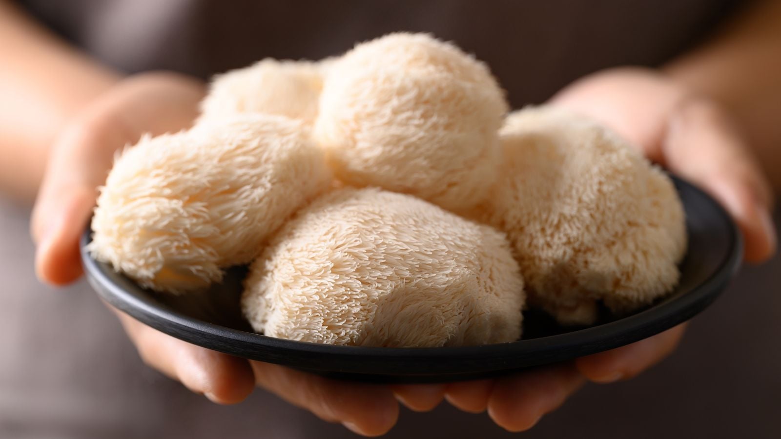 Harvested pieces of Hericium erinaceus, placed in a black dish held by a person using bare hands