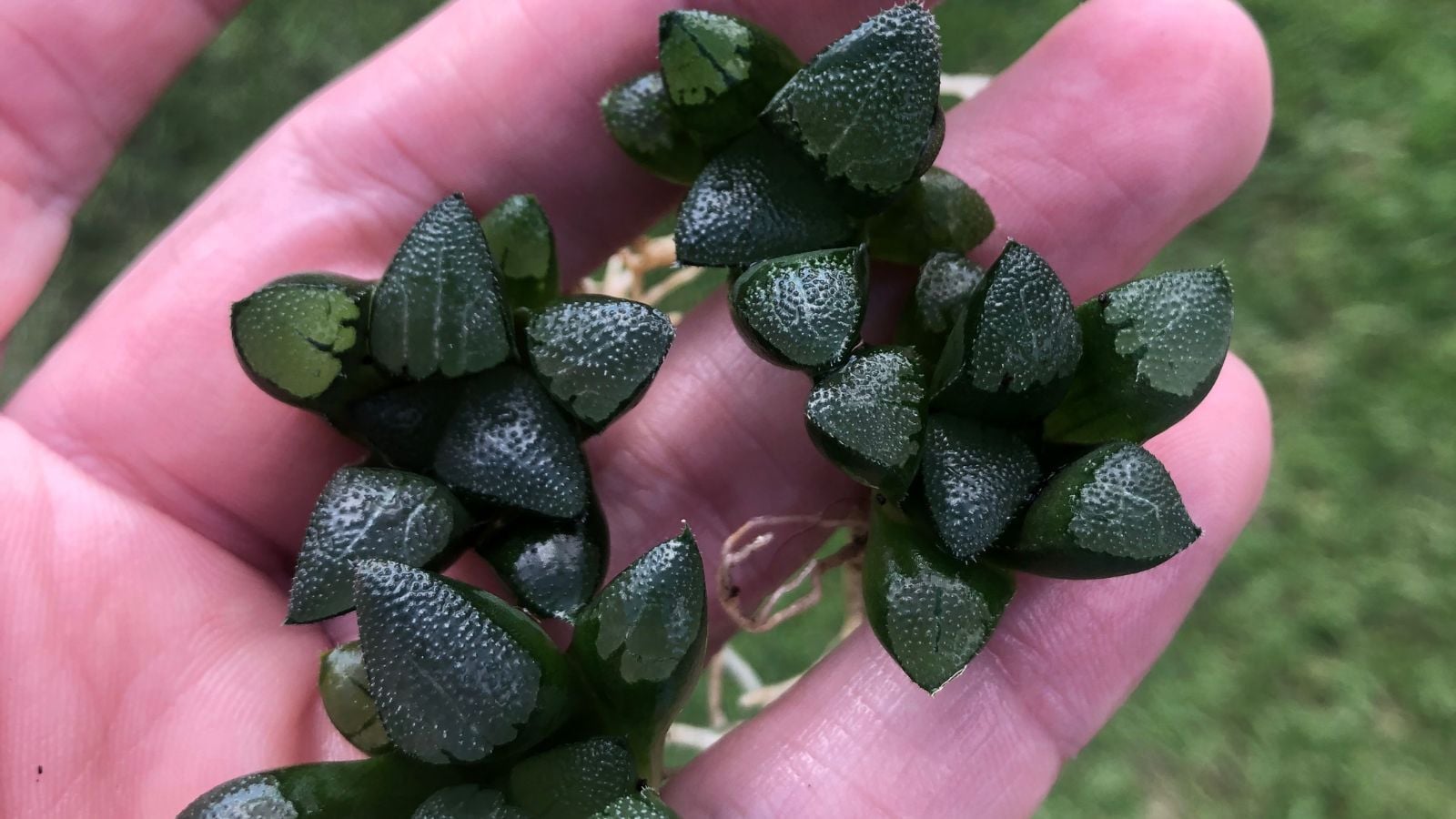 A person holding multiple pieces of small Haworthia bayeri in bare hand with a green lawn in the background