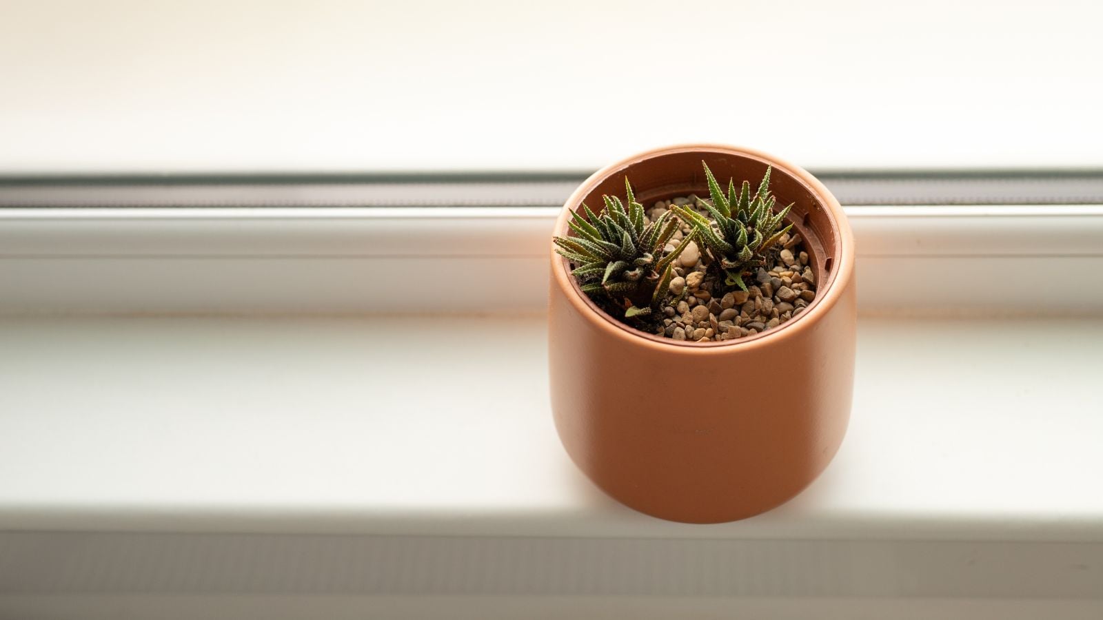 A small clay pot with growing Haworthia chloracantha appearing to have spiny forms near a window