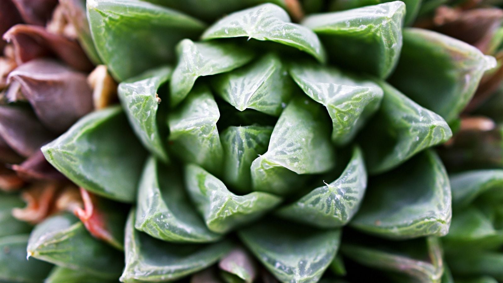 A closeup shot of a lovely Haworthia cuspidata succulent having vivid green parts with a dark brown surface in the background