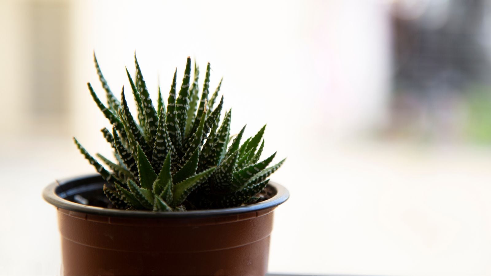 A potted Haworthia margaritifera plant appearing to have textured forms placed in the shade away from the bright light