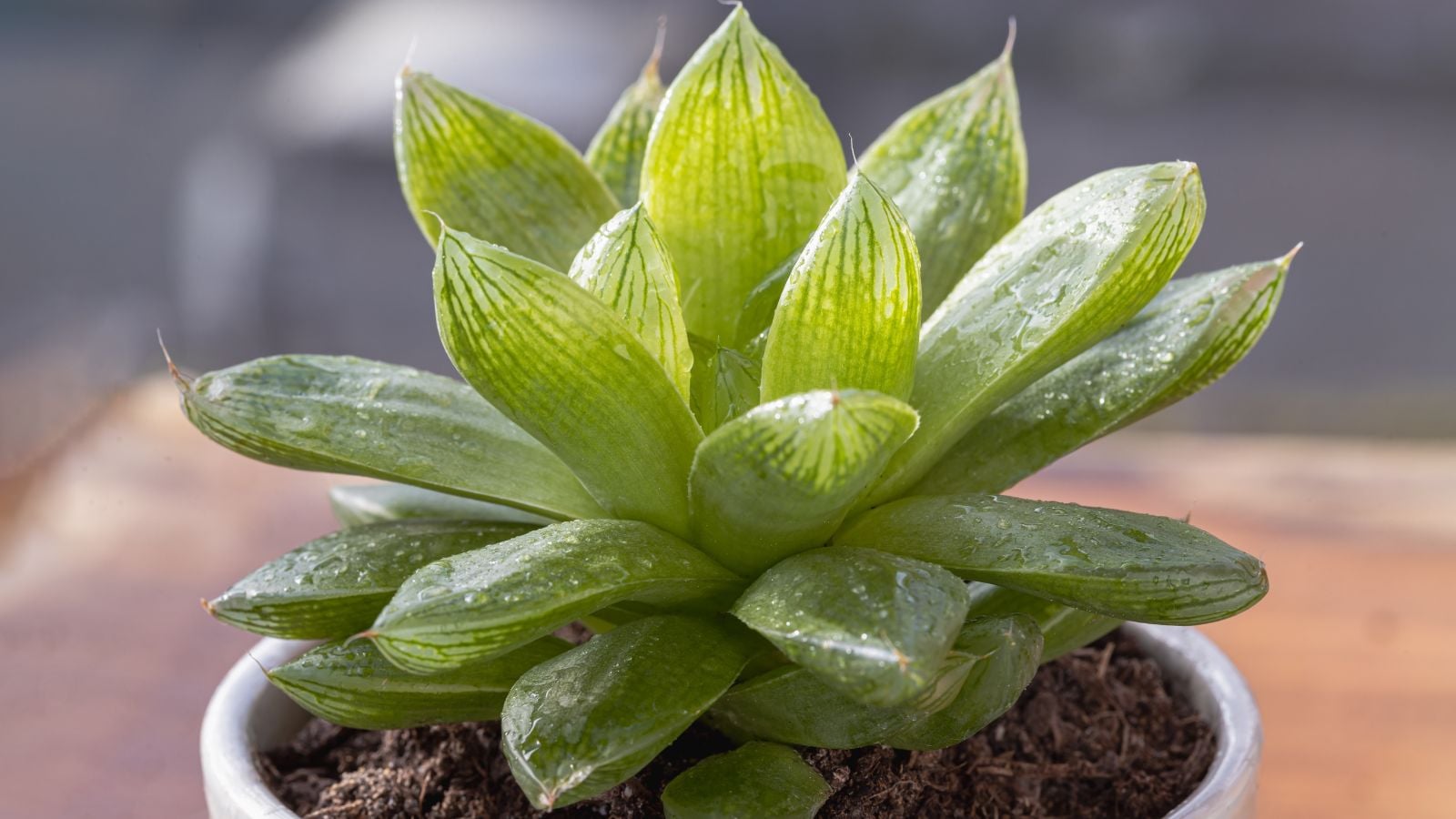 A lovely Haworthia transiens succulet with green to almost yellow leaves looking translucent in the warm sunlight