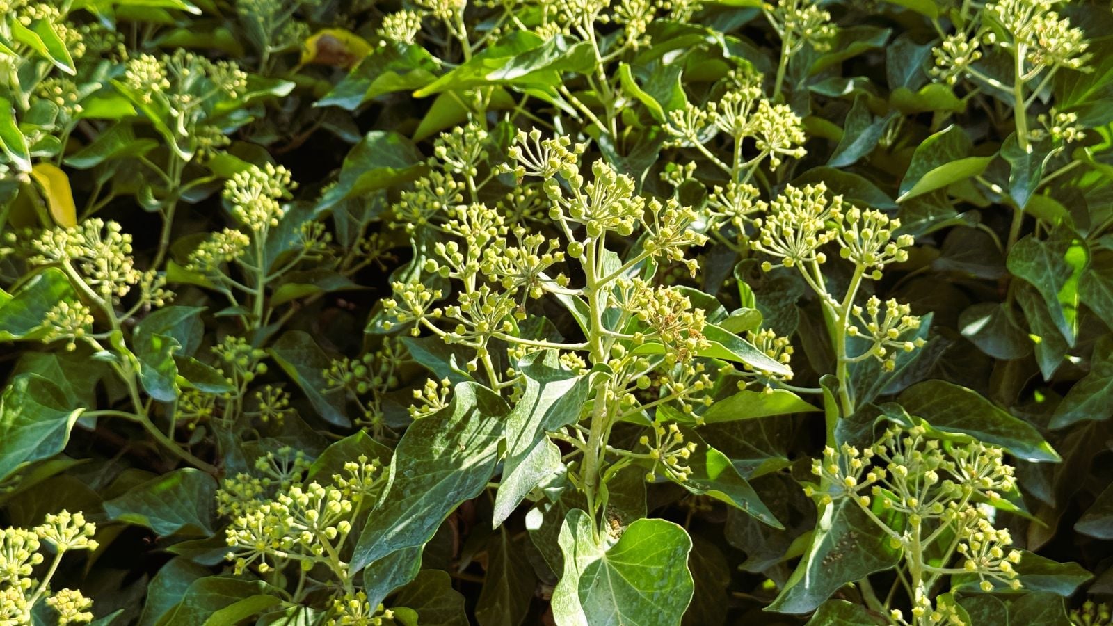 A lovely and healthy Hedera colchica plant with waxy green leaves and other foliage looking vibrant under bright and warm sunlight