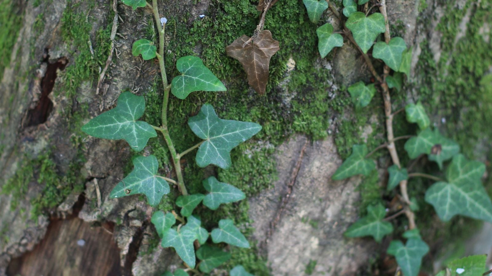 Lovely trailing Hedera iberica with deep green leaves dangling along a thick and textured tree trunk