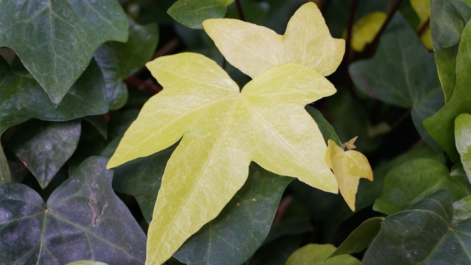 A close up of a Hedera maroccana leaf appearing to be a light yellow green color in contrast to other deep green foliage surrounding it