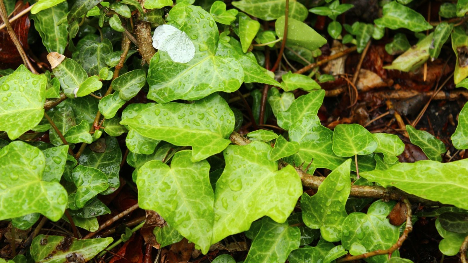 A layer of Hedera pastuchovii leaves appearing to have a vivid green hue with waxy texture under bright light