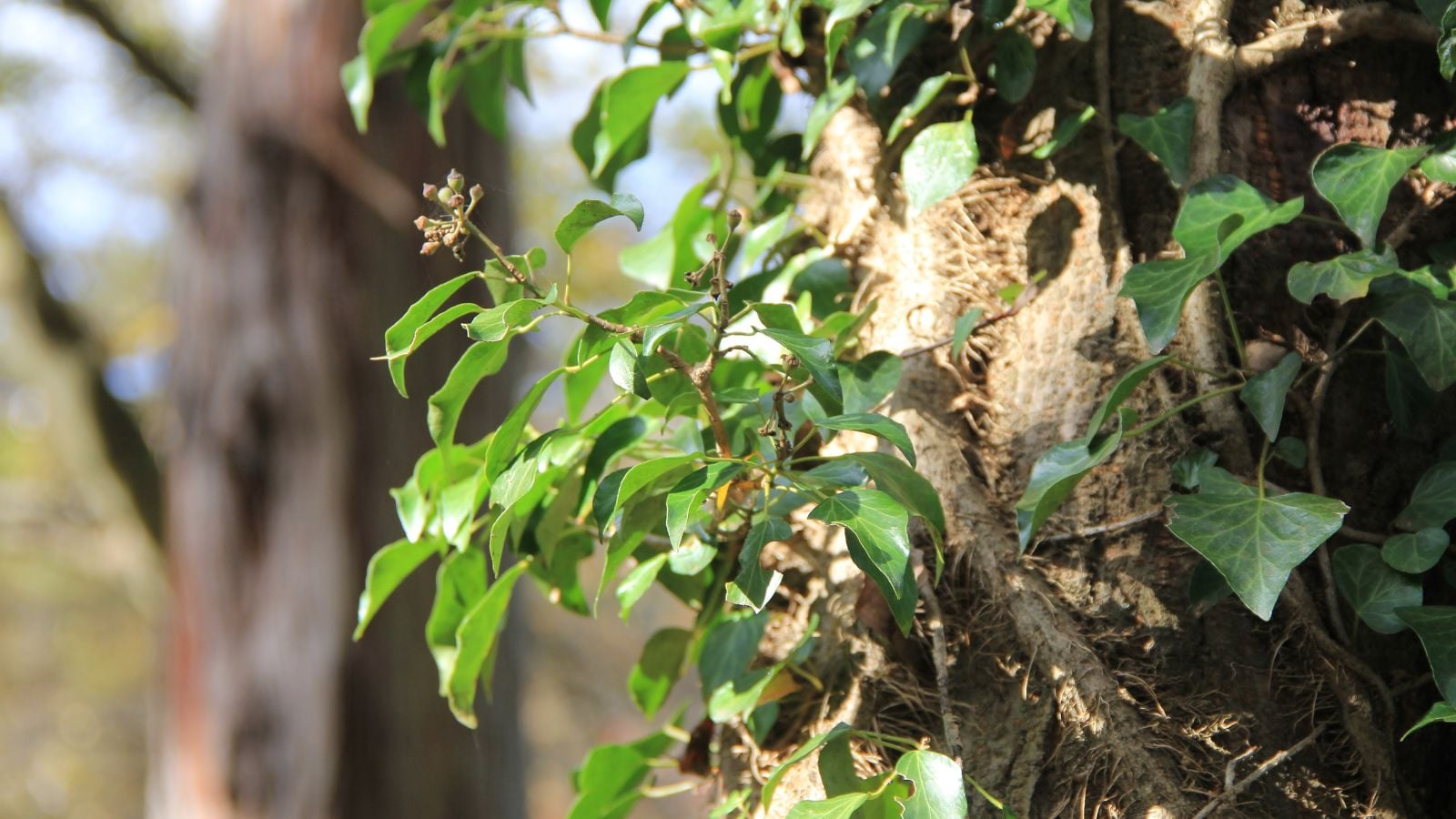 A healthy Hedera rhombea plant with waxy green leaves growing well attached to  tree's trunk