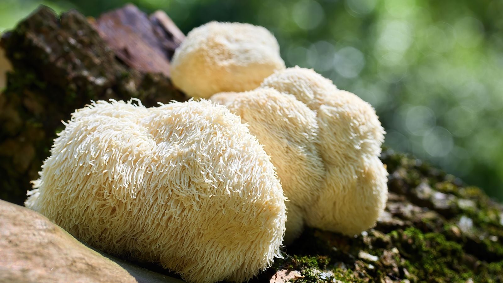 Hericium erinaceus growing on a log, appearing to be damp and dark brown with greens looking blurry int he background