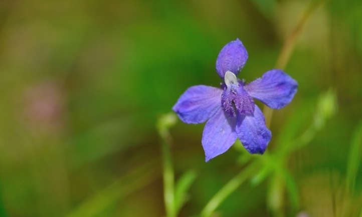 Larkspur