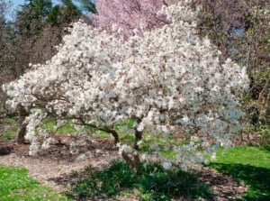 One of the dwarf magnolia trees blooming flowers, surrounded by grass at the base and other small trees in the well-lit area