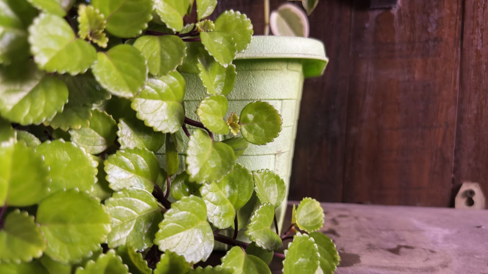 An area with a growing Plectranthus verticallatus plant appearing to have bright green leaves near containers somewhere with shade