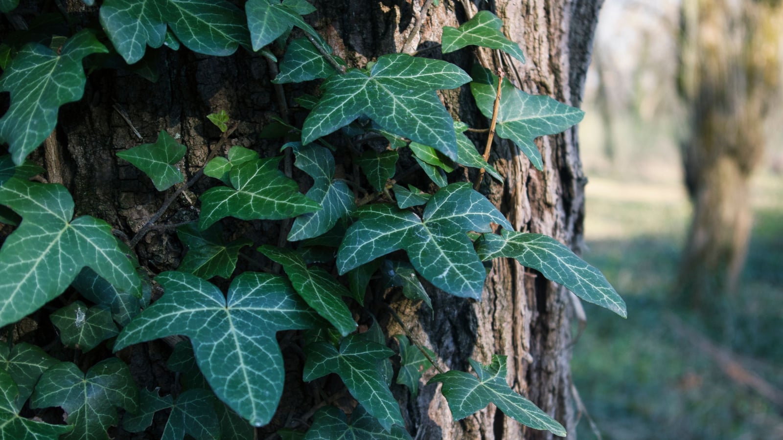 A  lush Hedera nepalensis plant with thick leaves thriving as it climbs up a wide tree trunk.