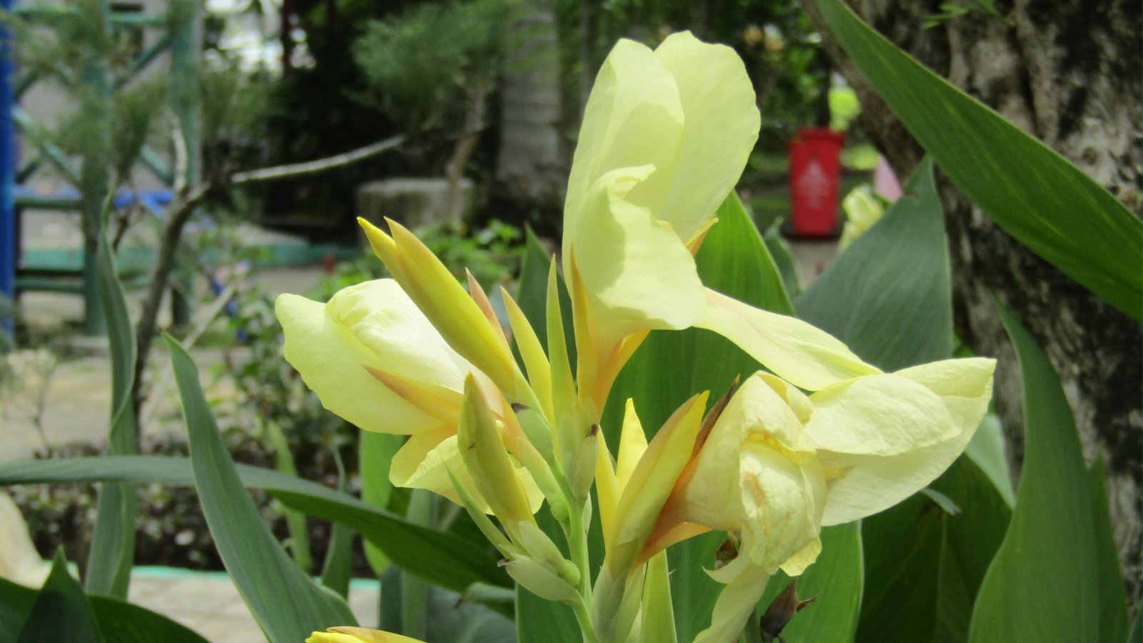 Bright Yellow 'Puck’ Flower Cluster close up, with rounded and uneven petals and long and green tropical leaves are in the blurred background.