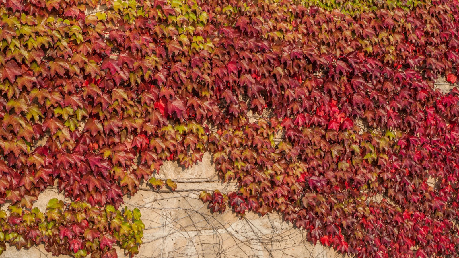 A healthy red and yellow Boston Ivy plant appearing to be lush and thick growing on a wall under bright sunlight