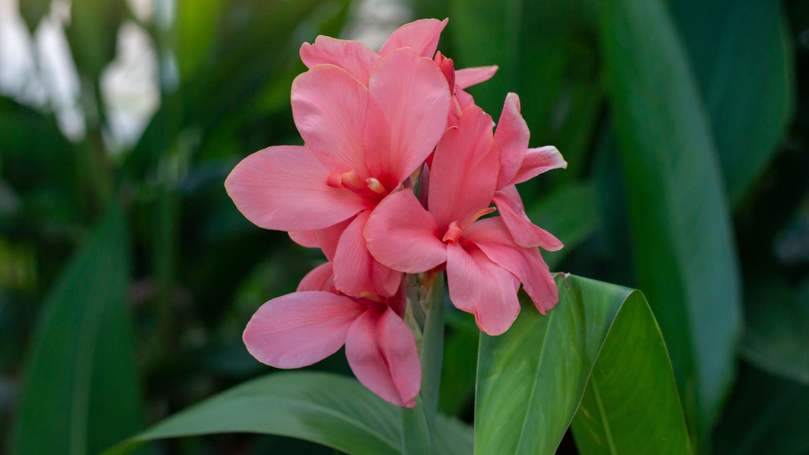 Bright Pink Flowers of the 'Pink President’. The large flowers are a very bright pink. The petals have straight edges. The background is lush green foliage of wide tropical leaves.