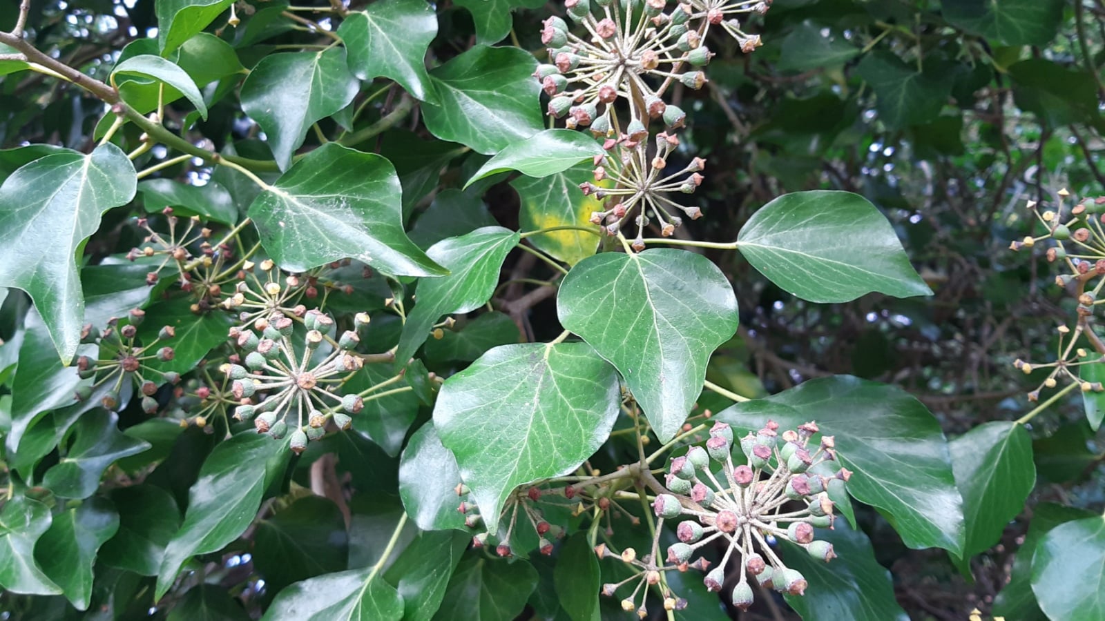 A healthy Hedera hibernica plant with waxy and patterned leaves in deep green budding and growing under warm sunlight