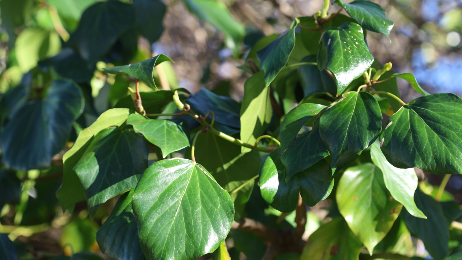 A healthy layer of Hedera canariensis leaves appearing healthy with a green color with white edges placed under bright sunlight