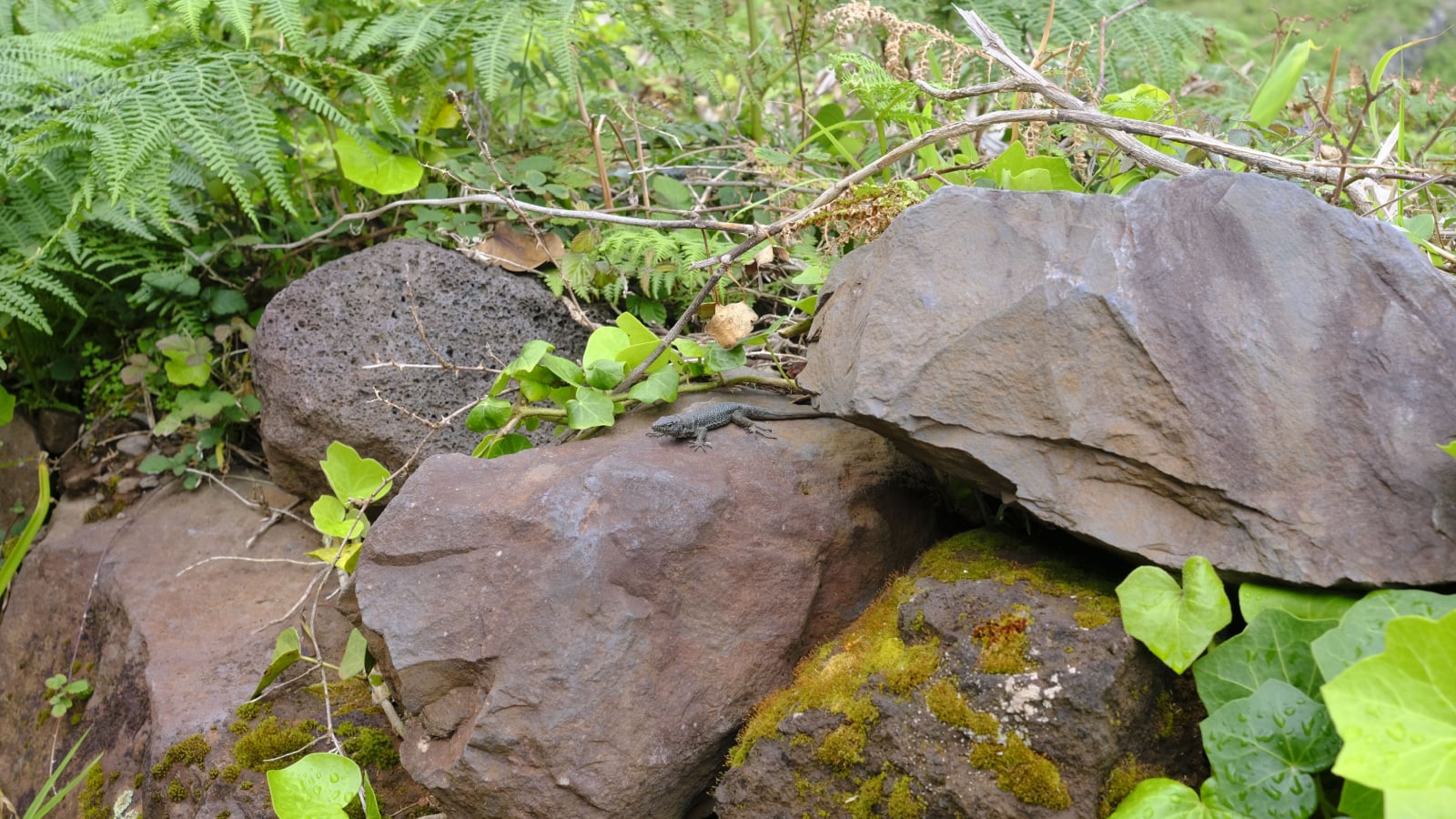 It grows in between large rocks, showcasing glossy, evergreen leaves with lobed shapes and thin white veins.