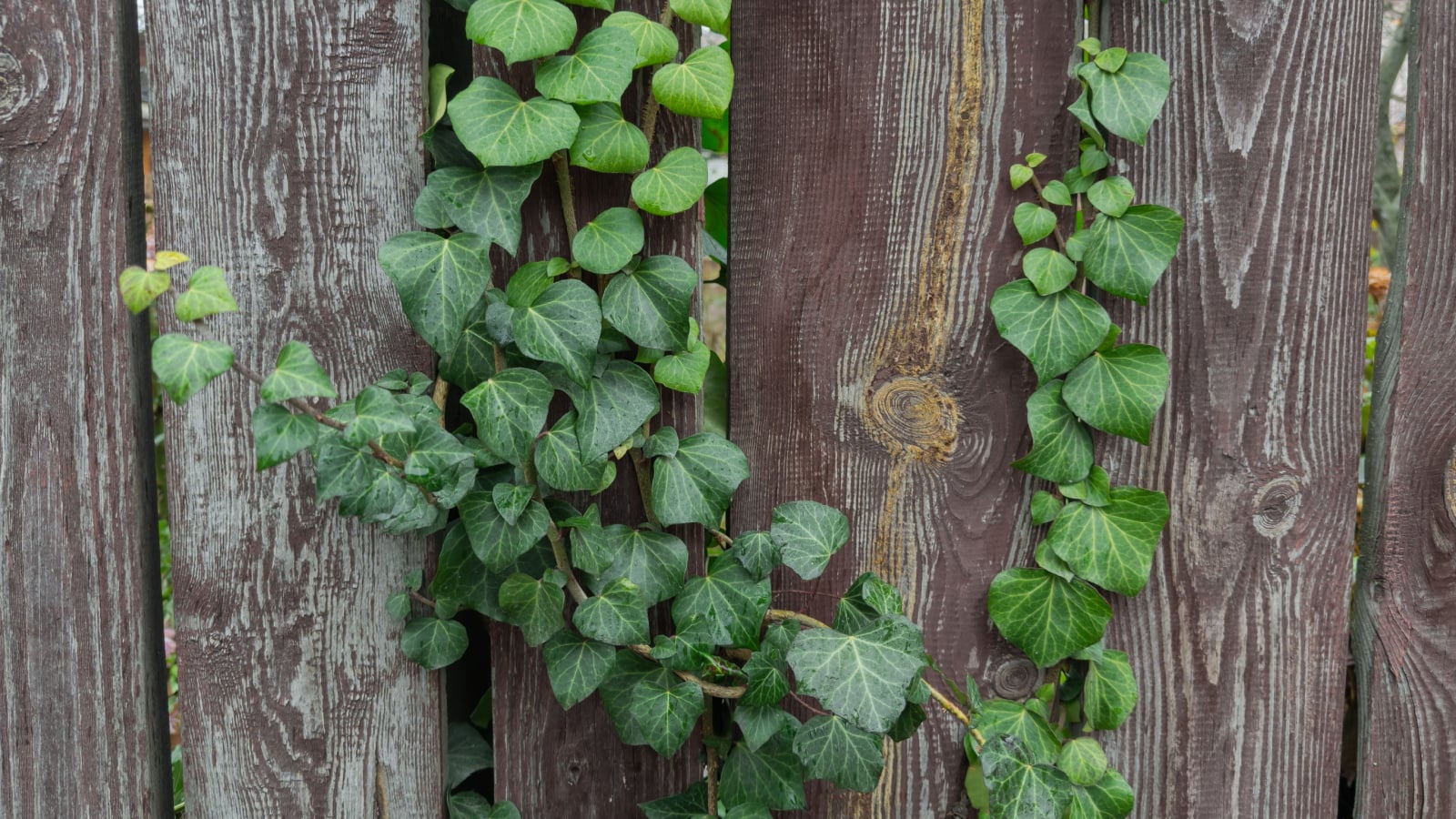 A lovely Hedera azorica plant appearing to have green and waxy leaves attached to a wooden fence