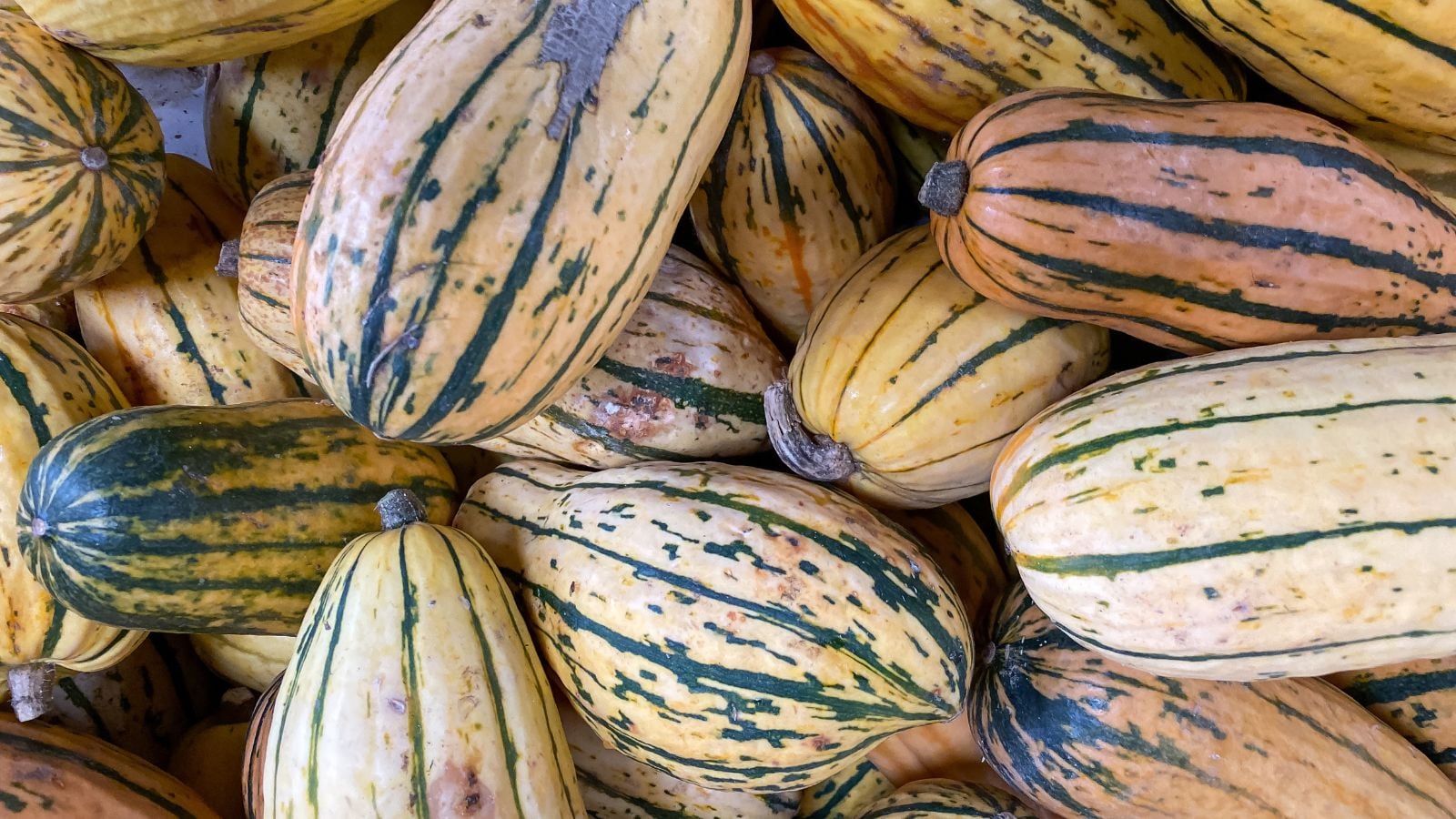 A pile of Sugaretti crops appearing to have dark green streaks forming lines on the bream-colored skin