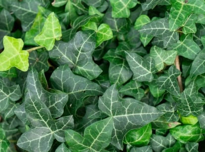 A wall covered in one of the Types of Ivy appearing to have a thick layer of leaves with a lovely vibrant green color appearing lush under sunlight