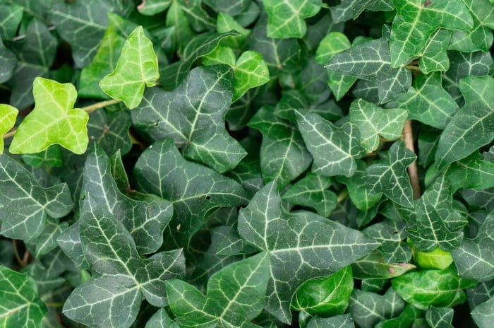 A wall covered in one of the Types of Ivy appearing to have a thick layer of leaves with a lovely vibrant green color appearing lush under sunlight